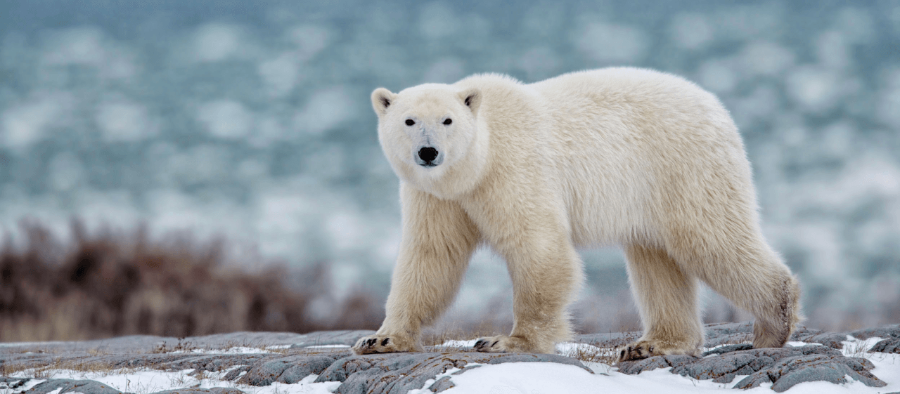 Polar bears are threatened with extinction. We want to create a safe and livable future for these wonderful animals, among others.